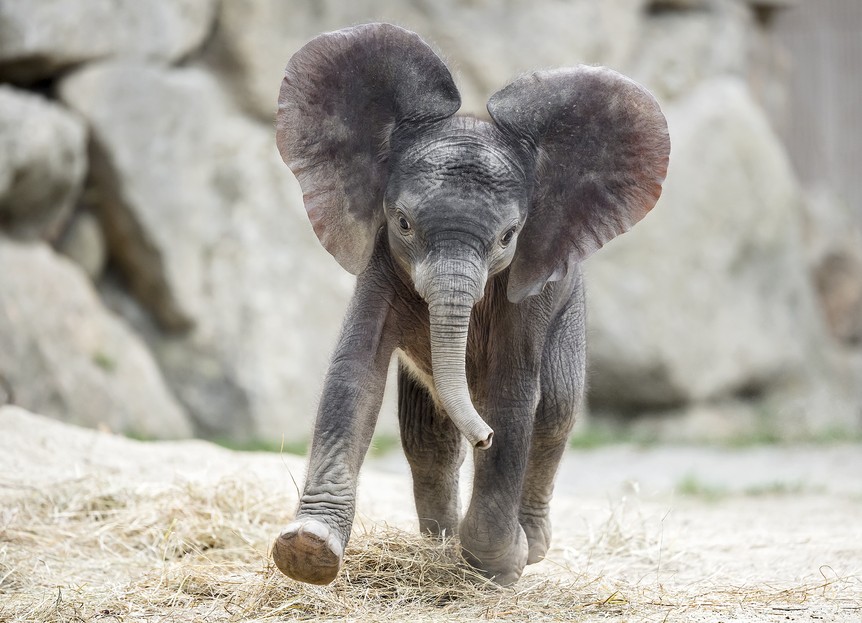 Der wohl zumindest zweitberühmteste Babyelefant in Österreich: Kibali im Tiergarten Schönbrunn. Foto: Daniel Zupanc